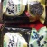 黑枸杞