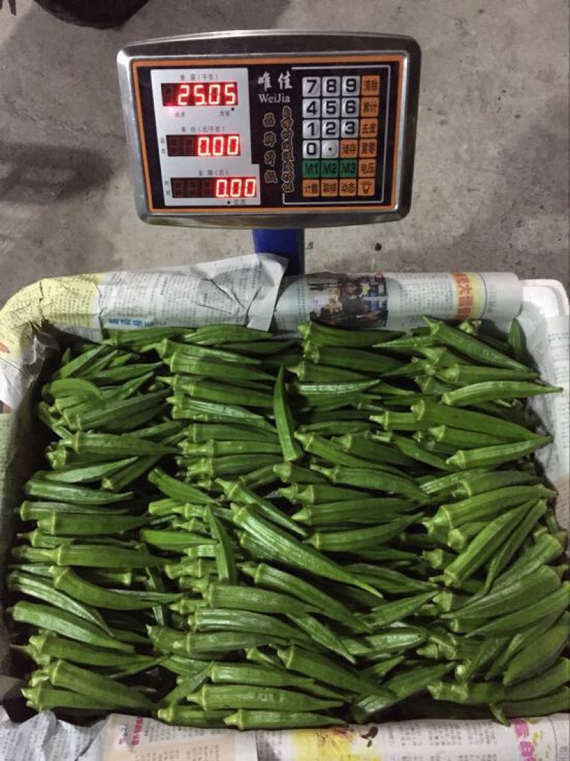 云南基地自产水果一代二代黄秋葵大量批发全国