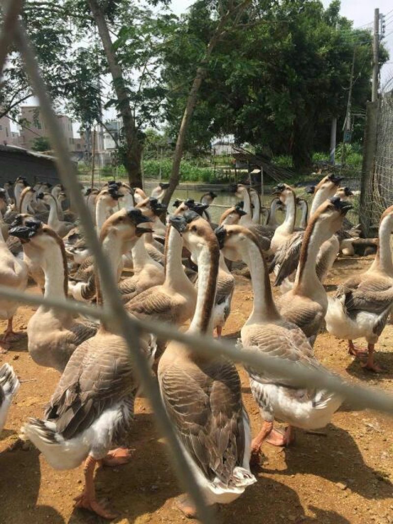 狮头鹅苗250g以下