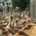 狮头鹅苗250g以下
