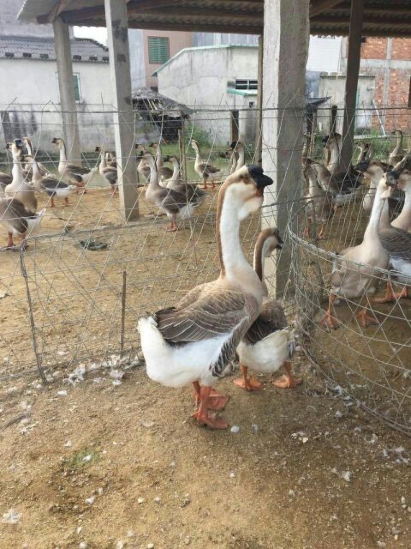 狮头鹅苗250g以下
