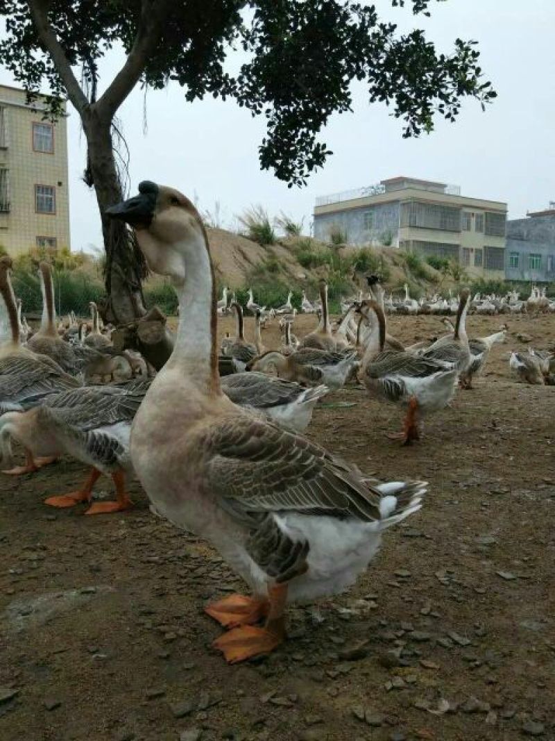 狮头鹅苗250g以下