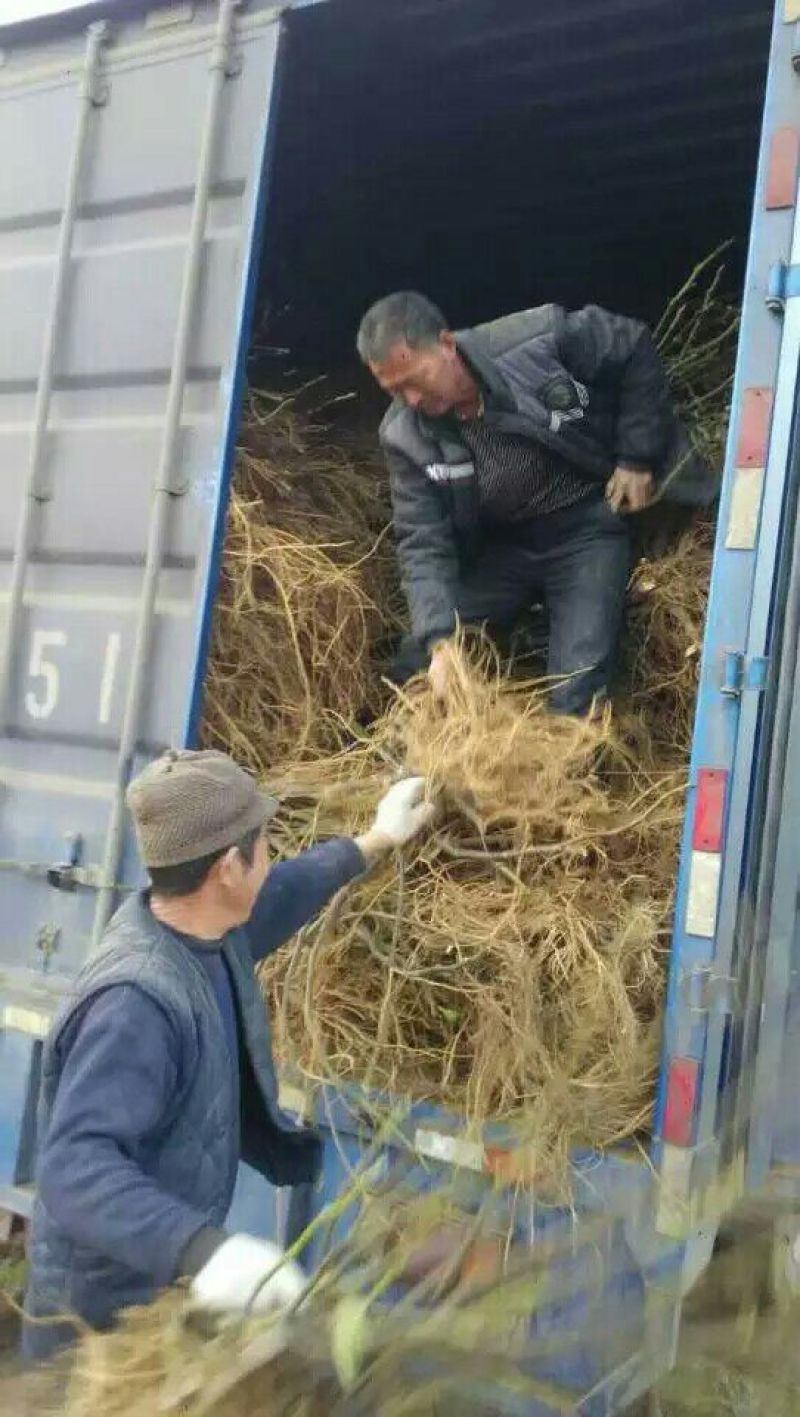 青皮树2cm以下4cm以下0.5~1米