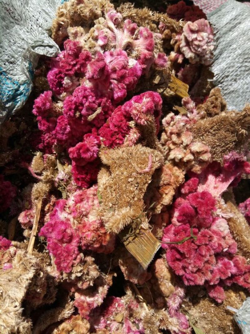 中药材鸡冠花河北干货产地直销散装量大从优