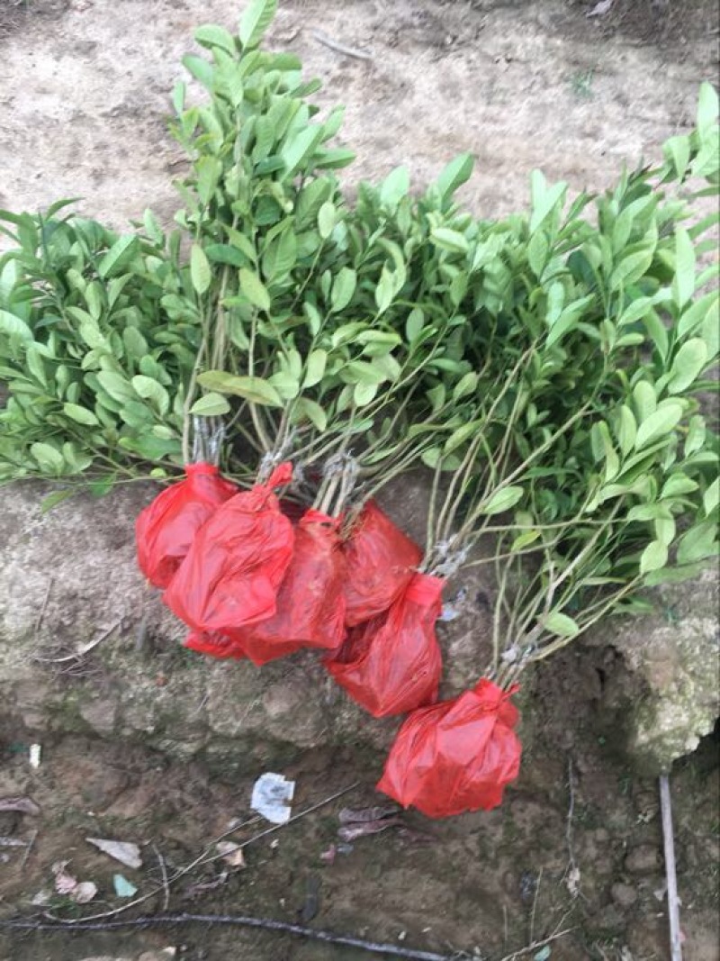 香水柠檬树苗