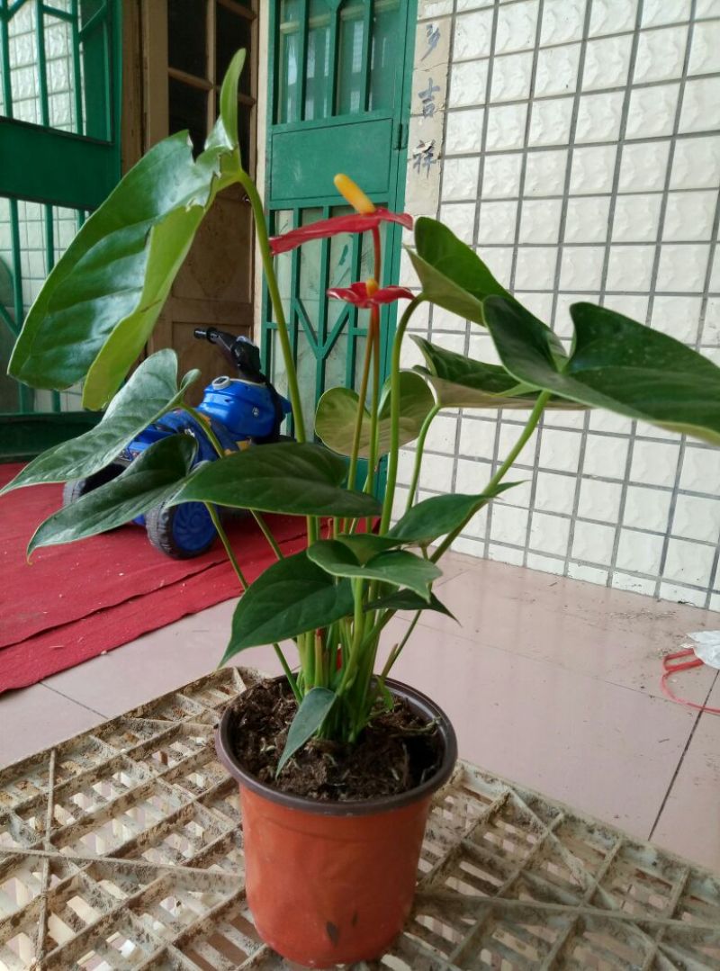 红掌（可根据需要供应不同盆型）基地直销，常年供应