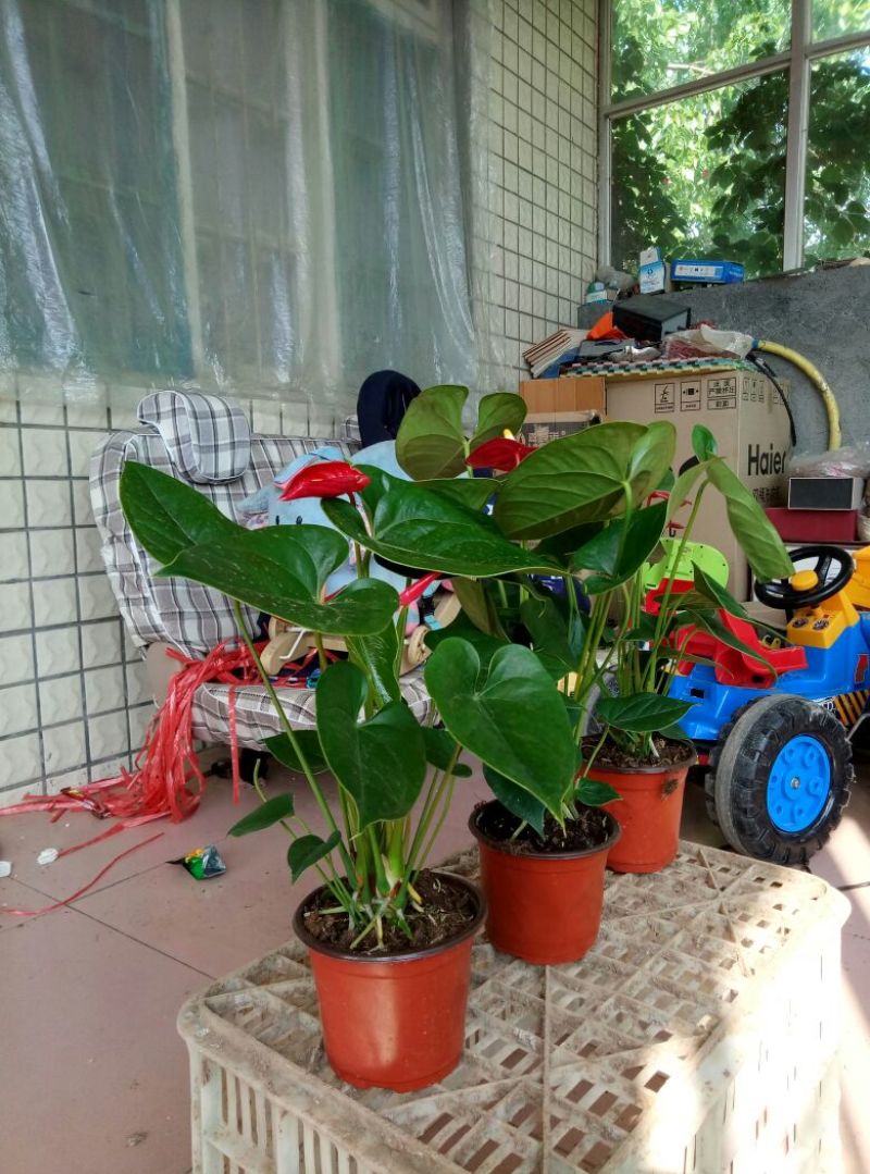 红掌（可根据需要供应不同盆型）基地直销，常年供应