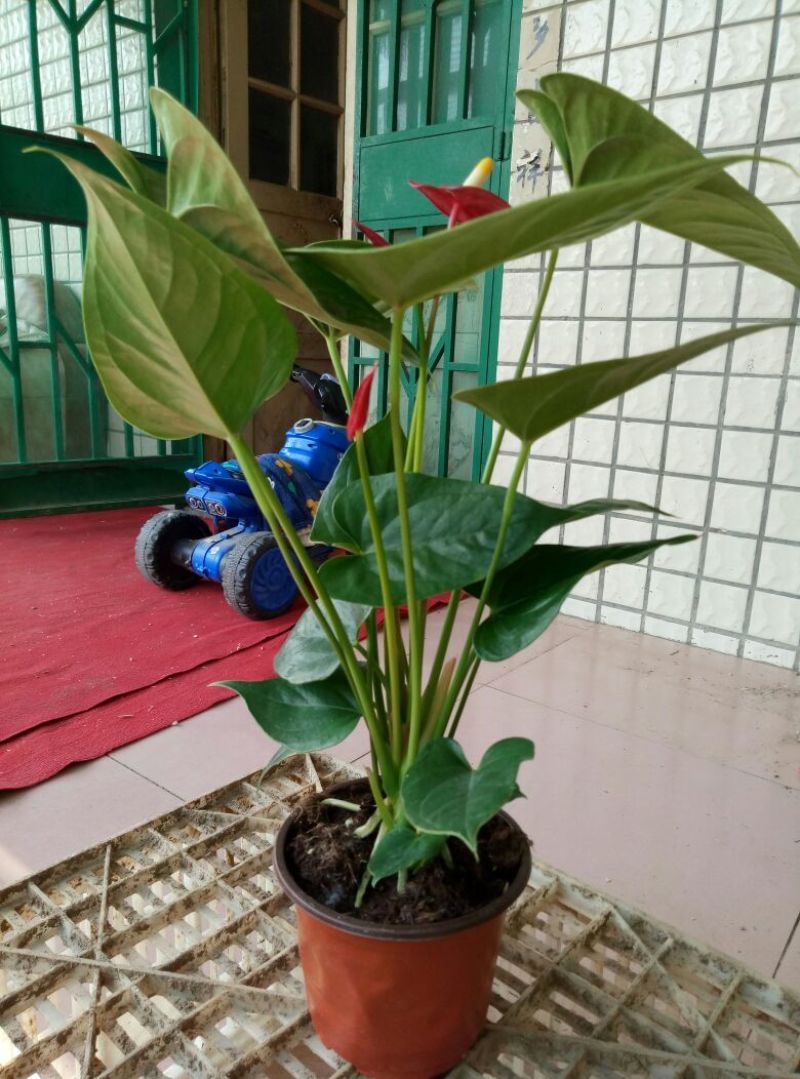 红掌（可根据需要供应不同盆型）基地直销，常年供应