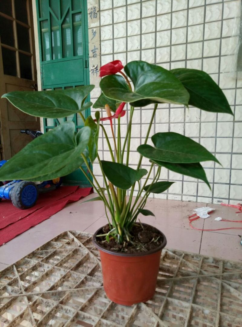 红掌（可根据需要供应不同盆型）基地直销，常年供应