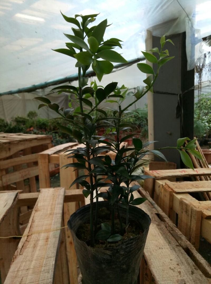 红掌（可根据需要供应不同盆型）基地直销，常年供应
