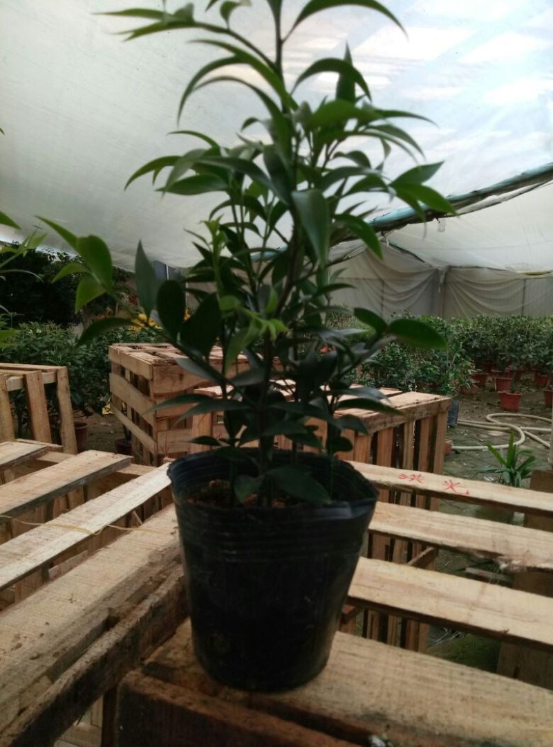 红掌（可根据需要供应不同盆型）基地直销，常年供应