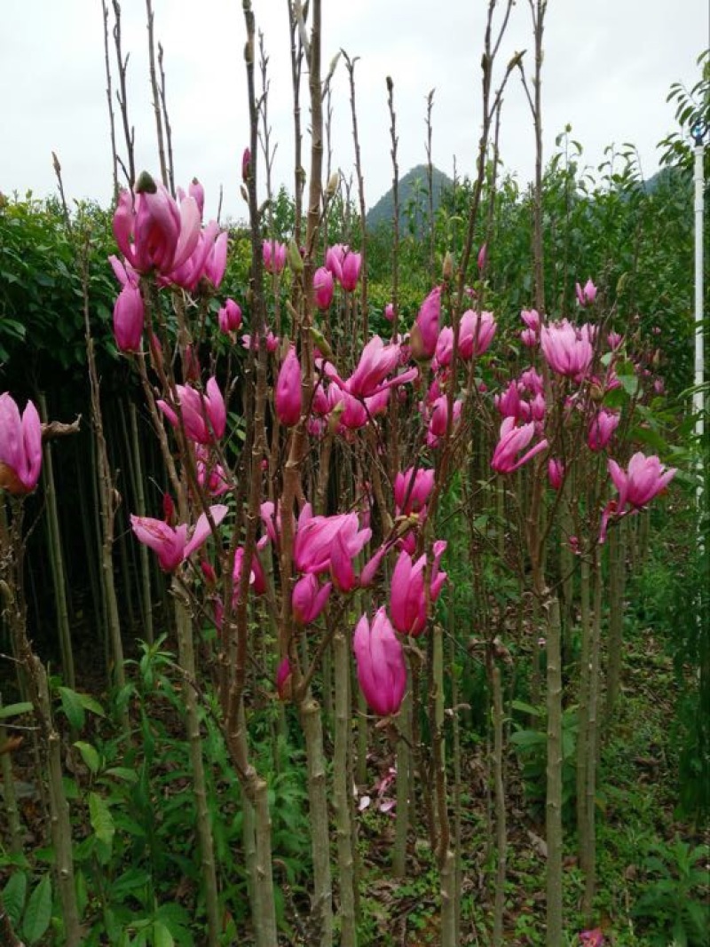 紫玉兰，二乔玉兰，娇红玉兰，基地发货，大量批发