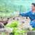 野鸡蛋