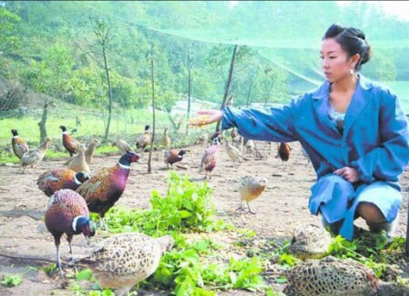 野鸡蛋