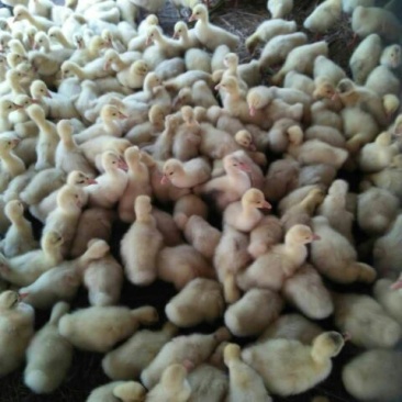 三花鹅苗250g以下