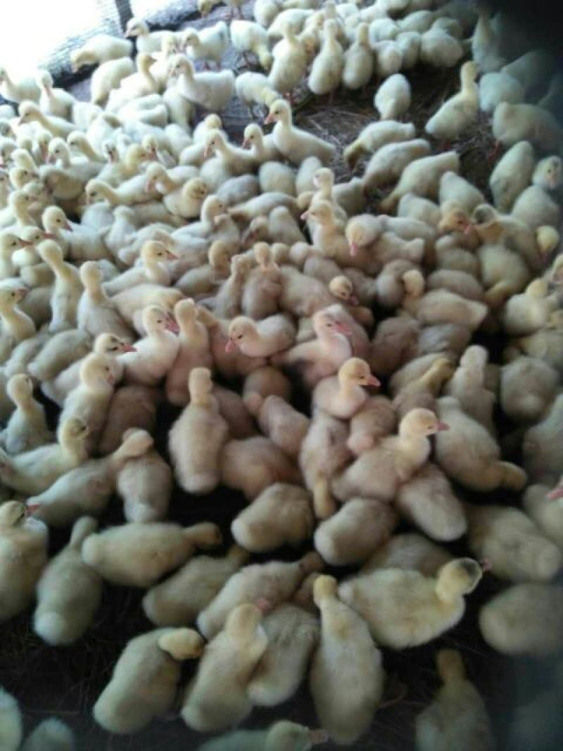 三花鹅苗250g以下