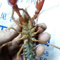 克氏原螯虾小龙虾主养。种虾