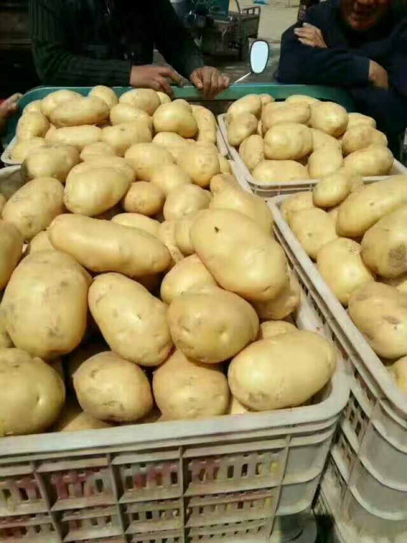 荷兰十五土豆3两以上
