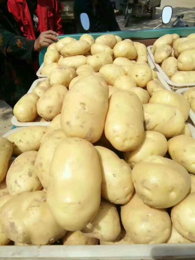 荷兰十五土豆3两以上