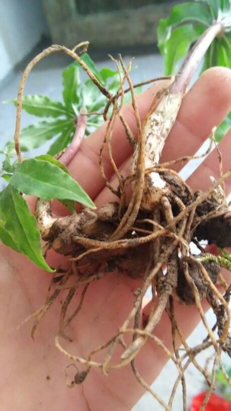 重楼苗2年七叶一枝花种苗重楼苗植物花卉庭院阳台种植