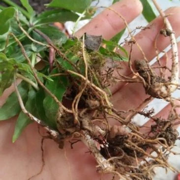 重楼苗2年七叶一枝花种苗重楼苗植物花卉庭院阳台种植