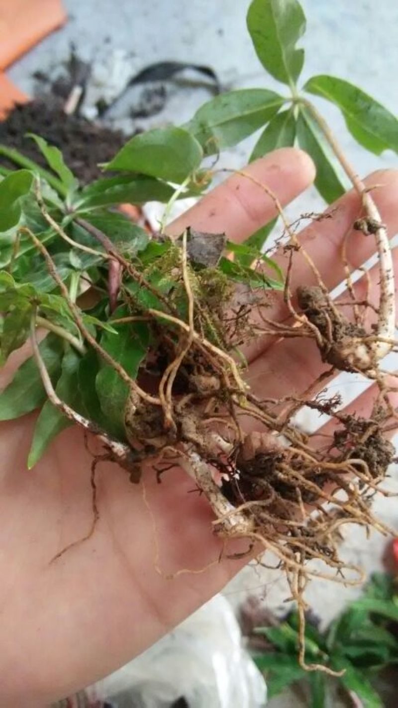 重楼苗2年七叶一枝花种苗重楼苗植物花卉庭院阳台种植