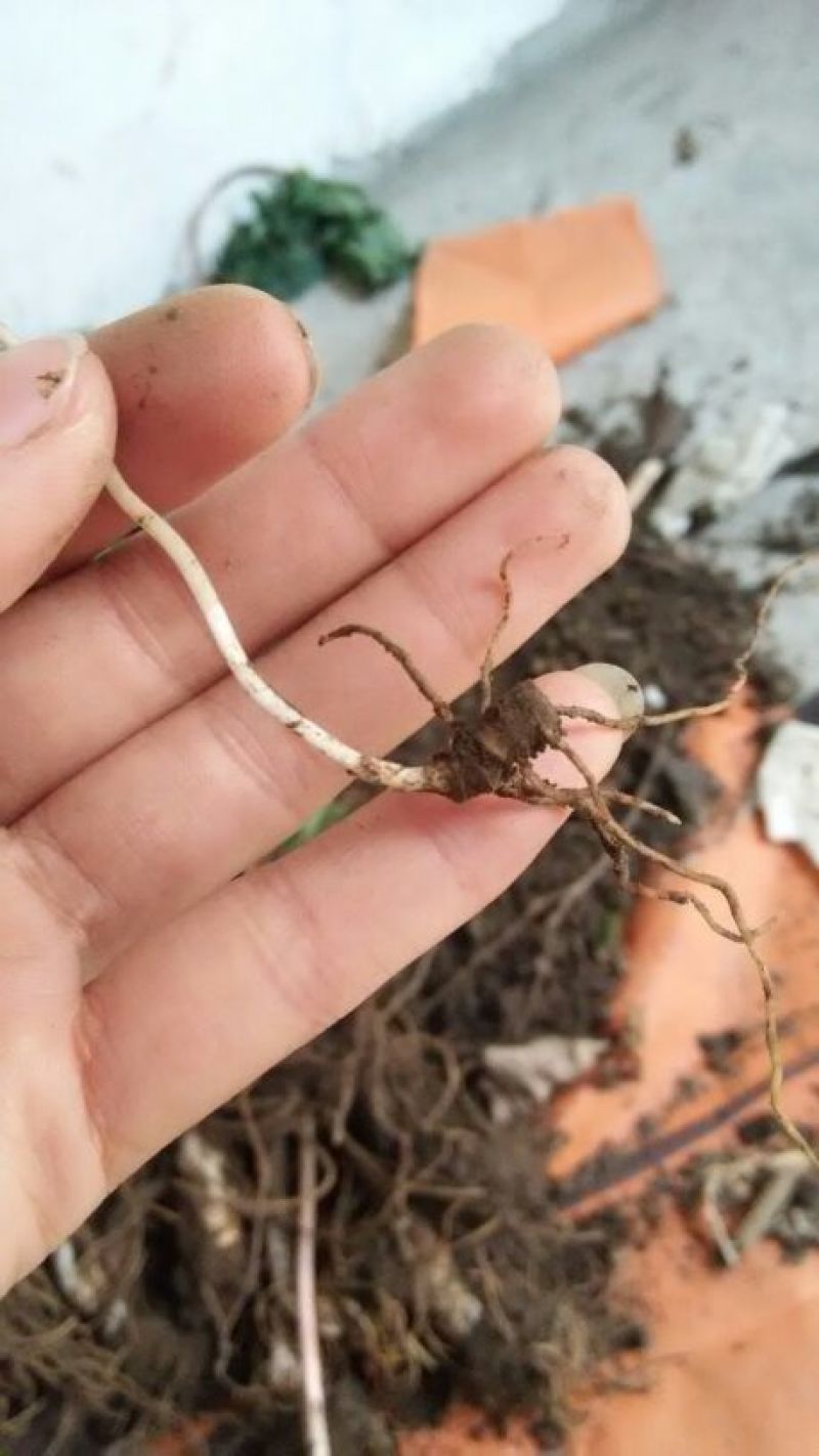 重楼苗2年七叶一枝花种苗重楼苗植物花卉庭院阳台种植
