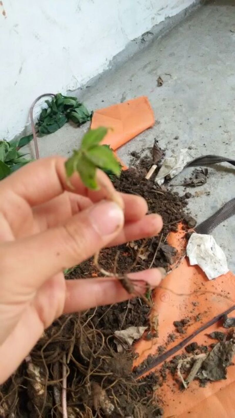 重楼苗2年七叶一枝花种苗重楼苗植物花卉庭院阳台种植