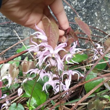 野生淫羊藿中草药苗淫羊藿苗庭院阳台绿植花卉盆栽
