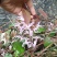 野生淫羊藿中草药苗淫羊藿苗庭院阳台绿植花卉盆栽