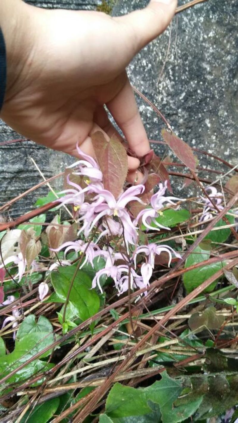 野生淫羊藿中草药苗淫羊藿苗庭院阳台绿植花卉盆栽