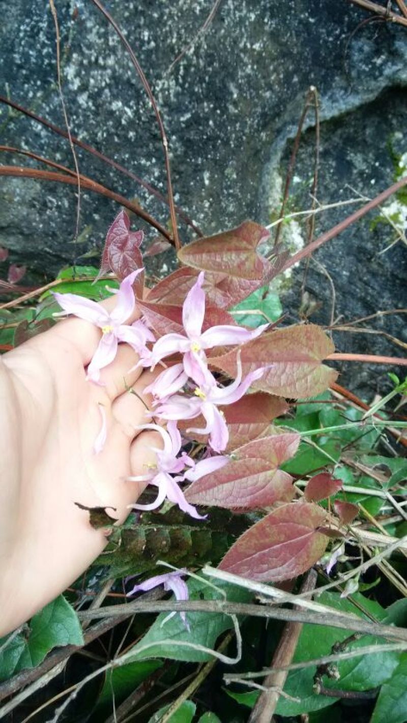 野生淫羊藿中草药苗淫羊藿苗庭院阳台绿植花卉盆栽