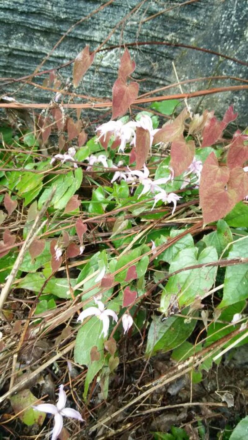 野生淫羊藿中草药苗淫羊藿苗庭院阳台绿植花卉盆栽
