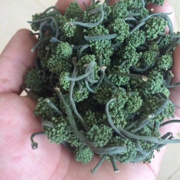 三七花