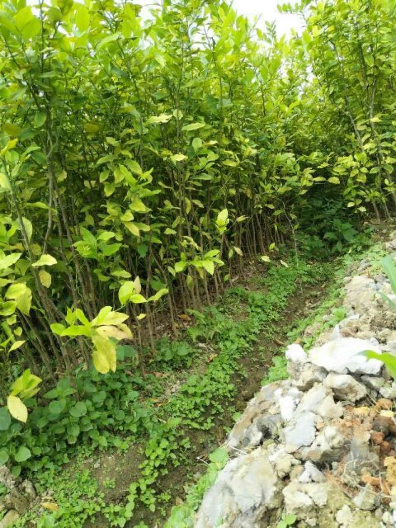柠檬苗120~150cm