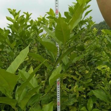 柠檬苗120~150cm