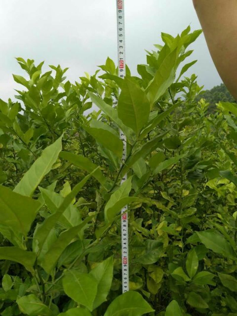 柠檬苗120~150cm