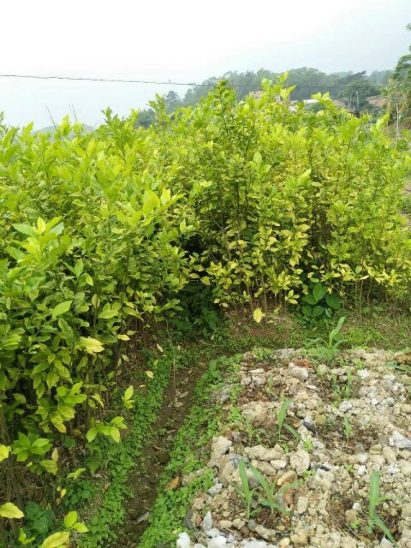 柠檬苗120~150cm