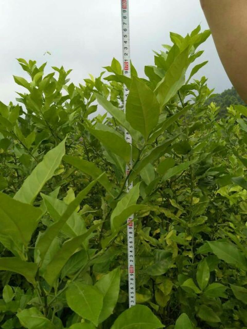 柠檬苗120~150cm