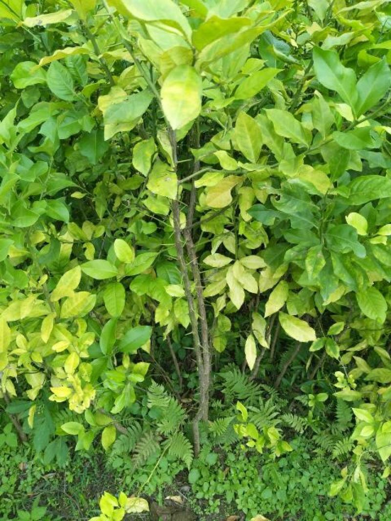 柠檬苗120~150cm