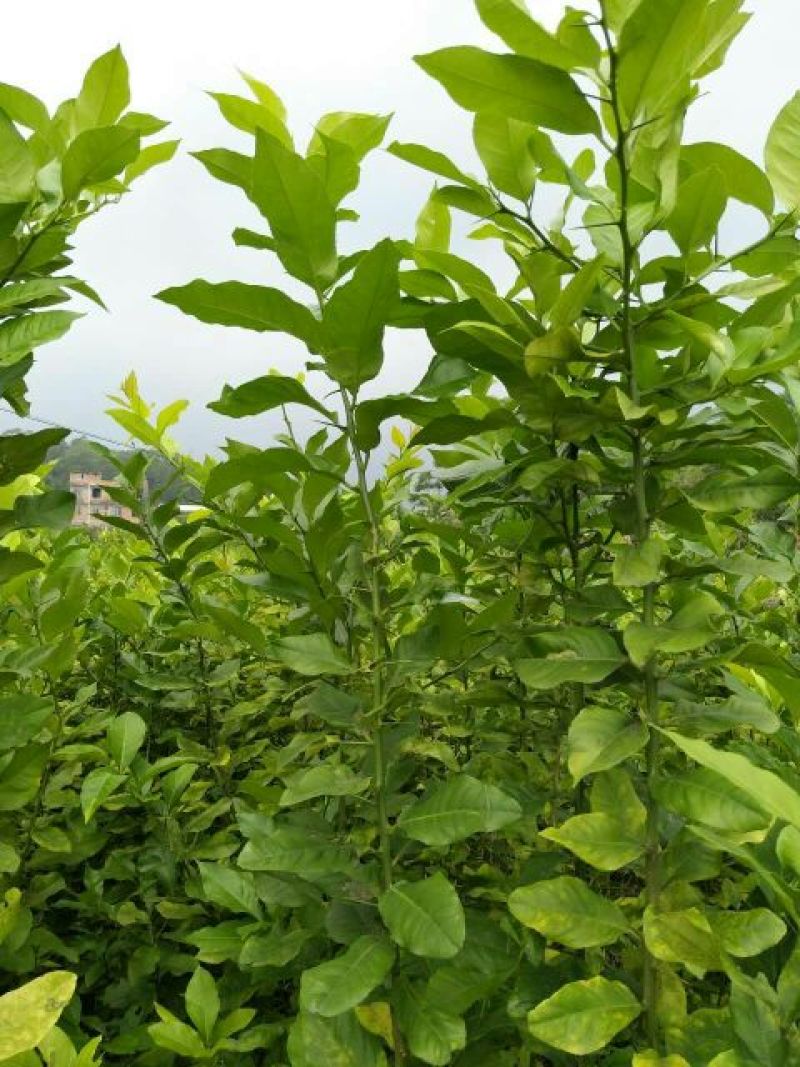 柠檬苗120~150cm