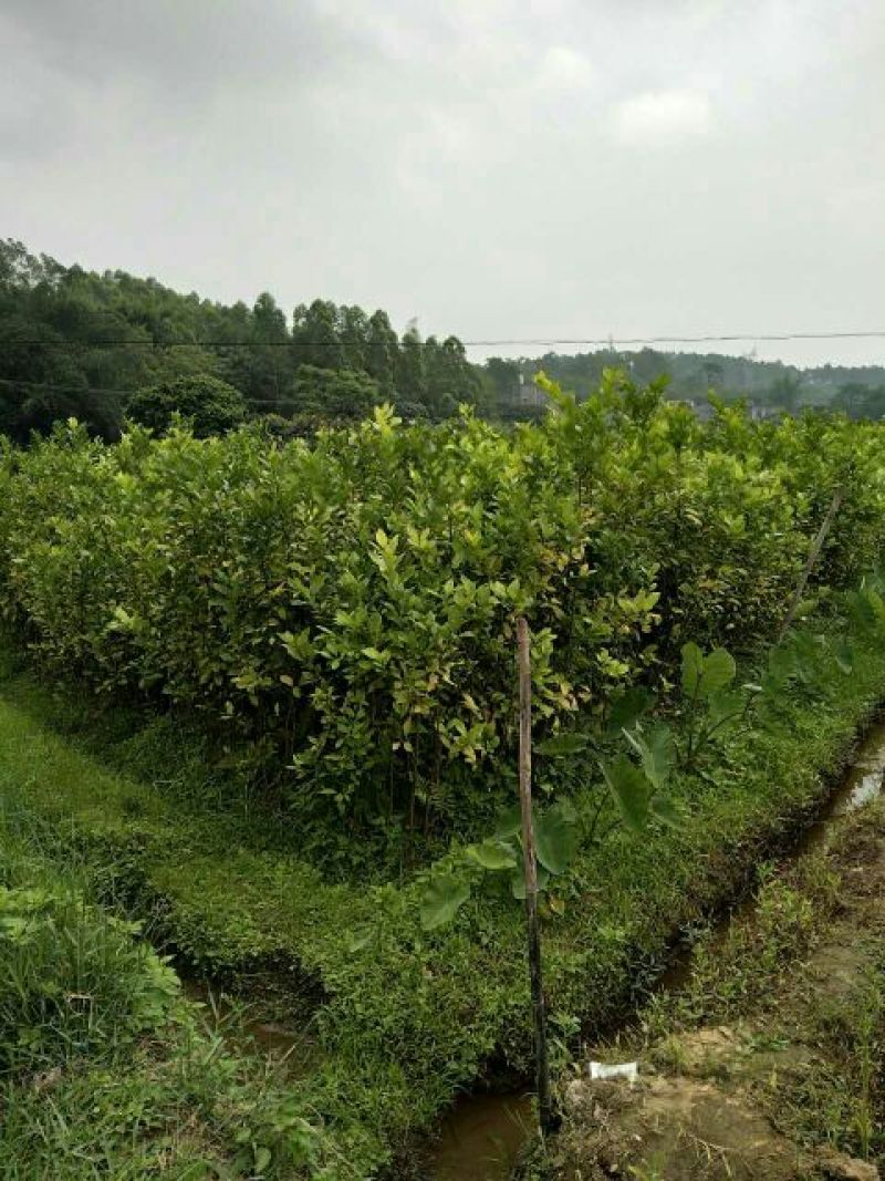 柠檬苗120~150cm