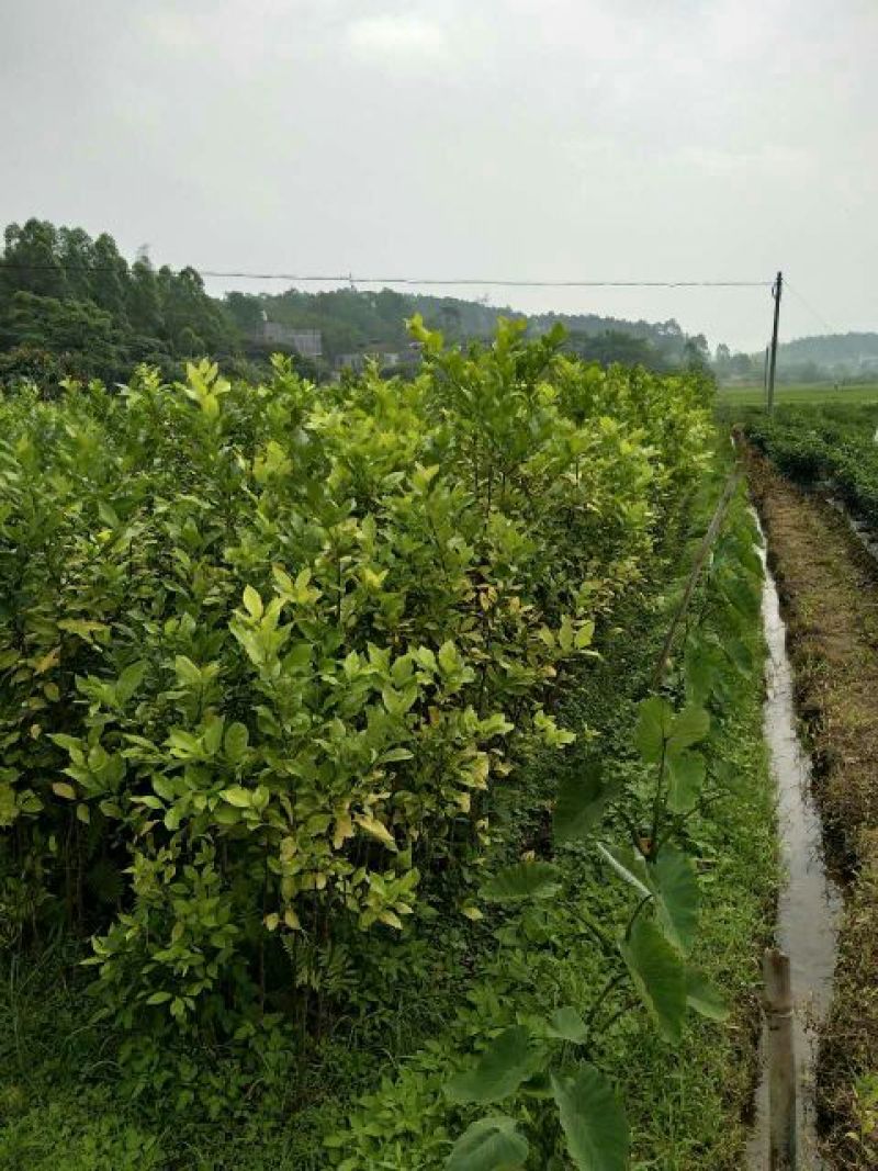 柠檬苗120~150cm