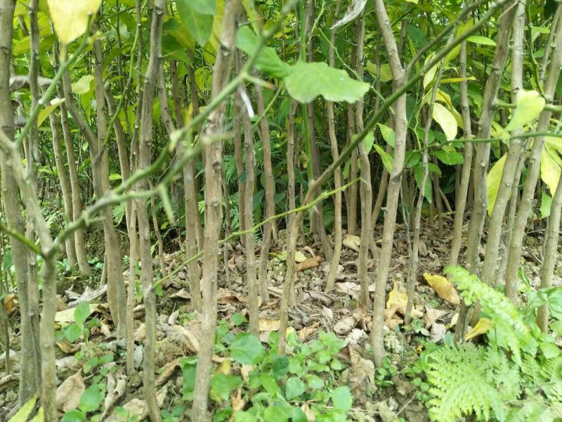 柠檬苗120~150cm