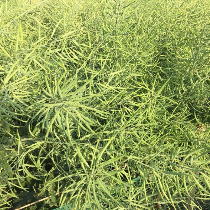 油菜籽