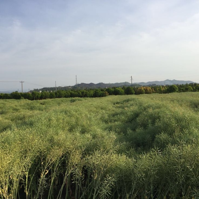 油菜籽