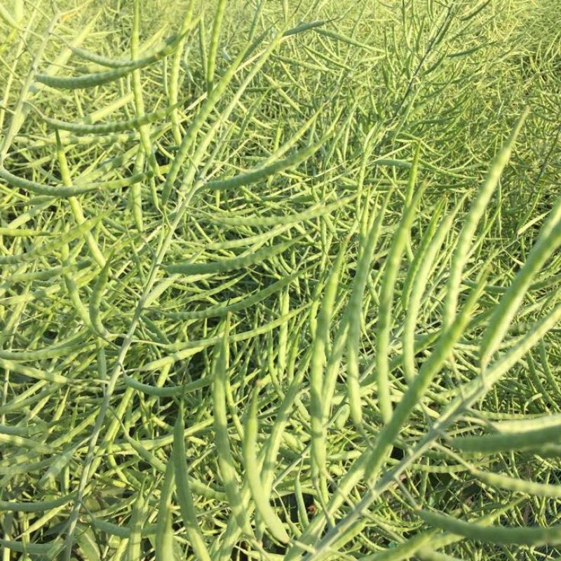 油菜籽