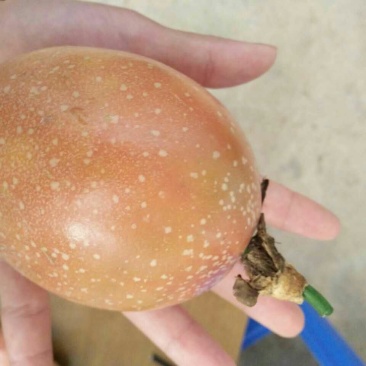 满天星百香果苗10~20cm