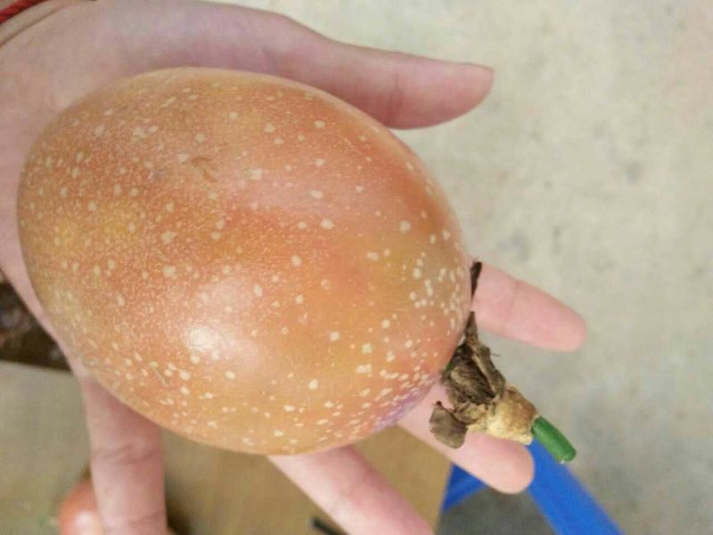 满天星百香果苗10~20cm