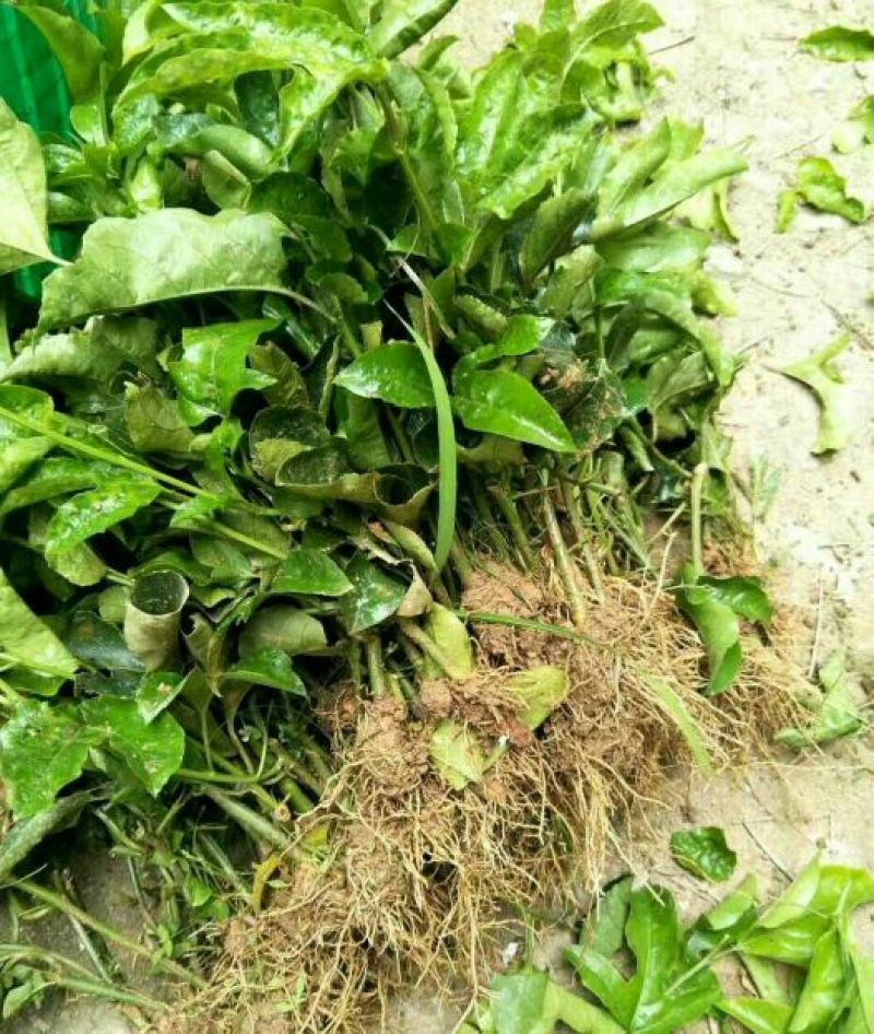 满天星百香果苗10~20cm